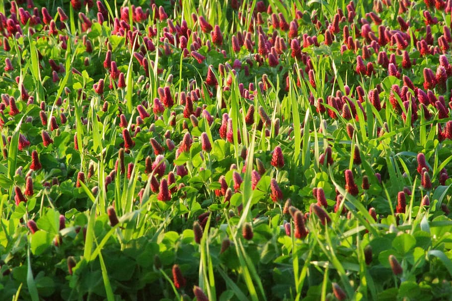 clover, red, organic, herbal, field, spring, natural, growth HD wallpaper