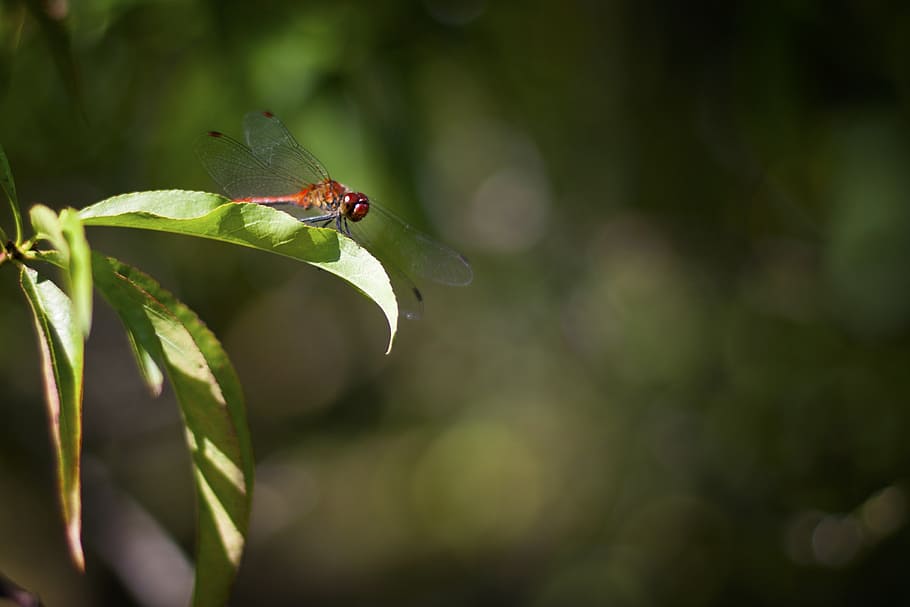 dragonfly, red, insect, nature, invertebrate, one animal, animal themes HD wallpaper