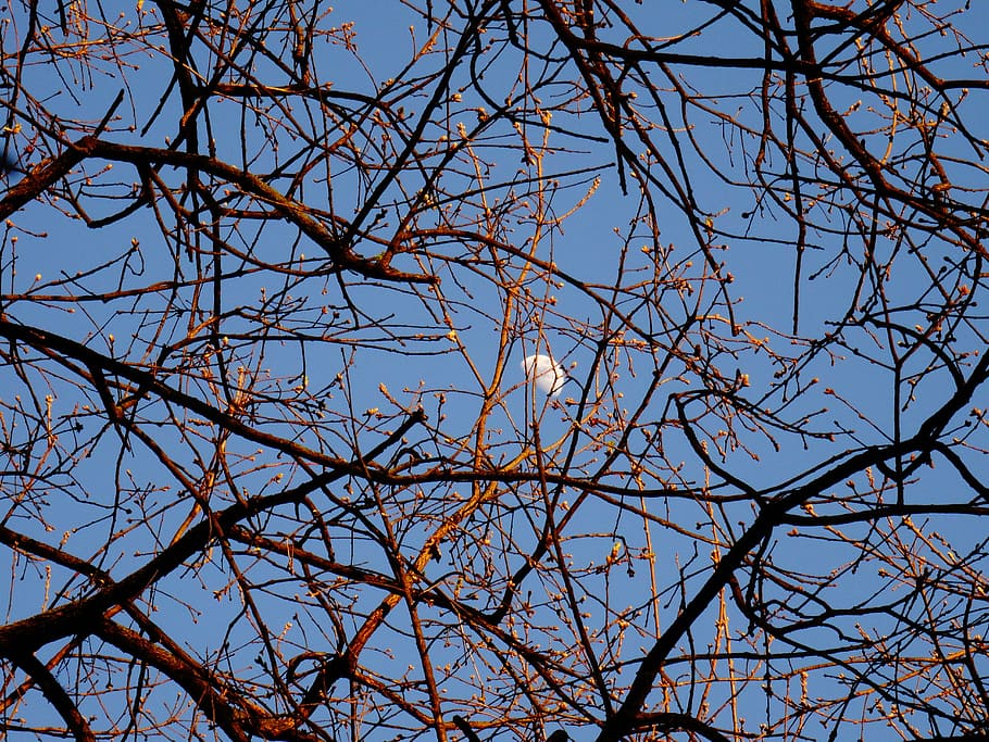 luna, branches, day, sky, gems, tree, plant, low angle view HD wallpaper