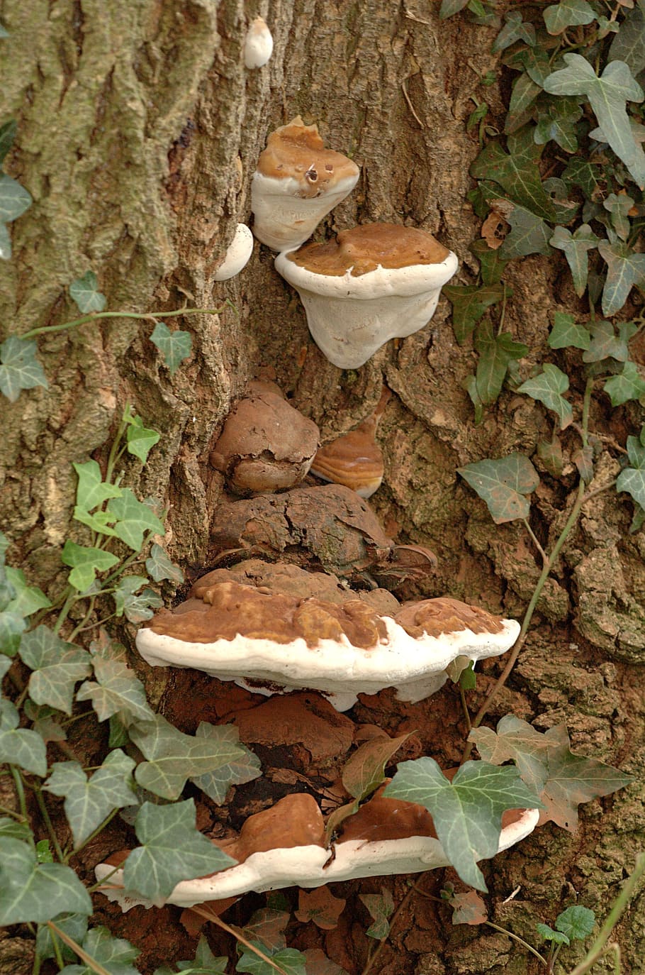 fungus, bracket, tree, trunk, mushroom, nature, wood, brown HD wallpaper