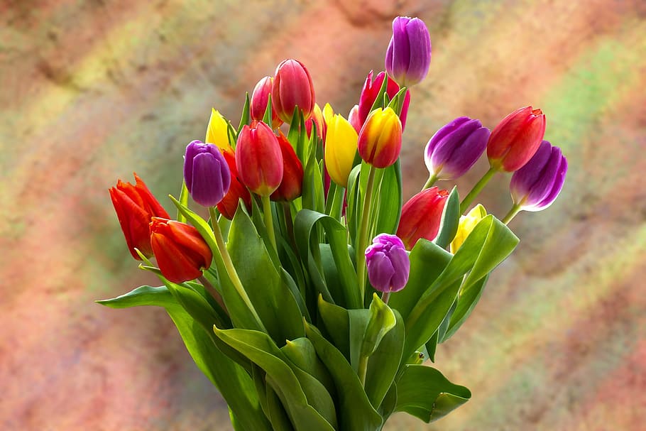 tulip flower bouquet, tulips, tulip bouquet, strauss, spring flower, HD wallpaper