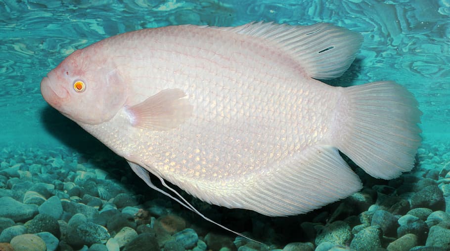 Giant Gourami - Osphronemus goramy, albino, fish, photo, public domain