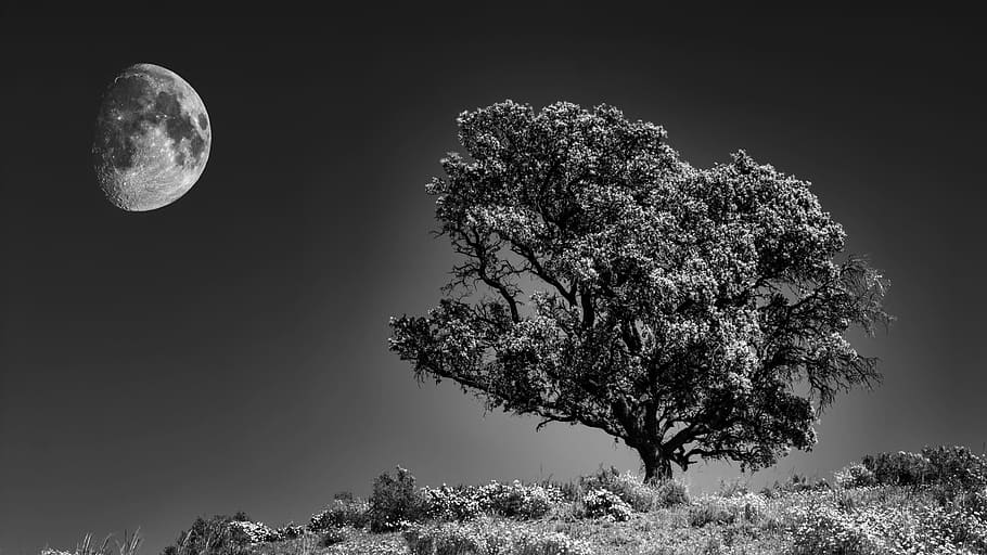 grayscale photography tree under moon, nature, landscape, sky HD wallpaper