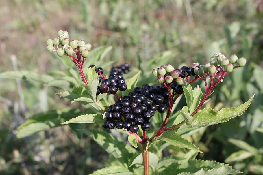 berries, black, ebulus, ripe, sambucus, fruit, plants, freshness HD wallpaper