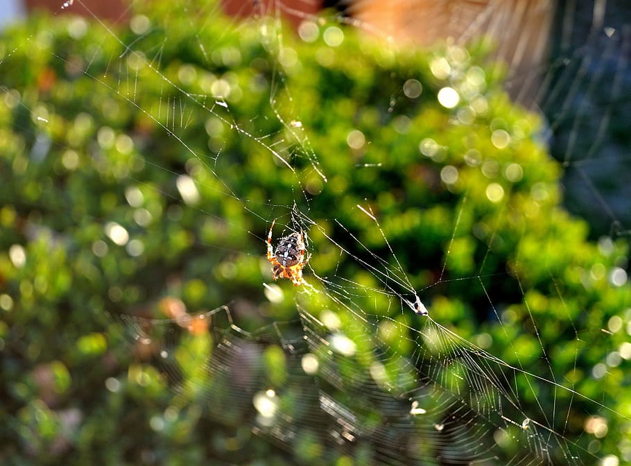 spider, insect, small spider, close, garden spider, animals HD wallpaper