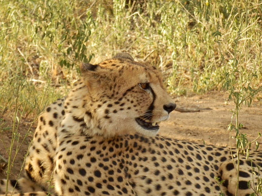 HD wallpaper: wild animals, africa, guepard, african, desert, animal  wildlife | Wallpaper Flare