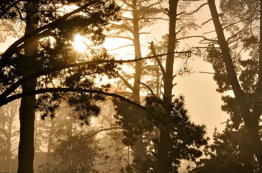 environment, landscape, nature, sunset, forest, trees, silhouette HD wallpaper