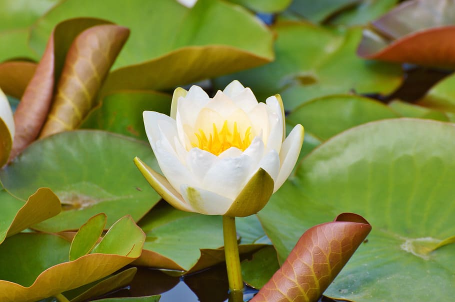 Water Lily, Flower, rose, water rose, nuphar lutea, pond plant, HD wallpaper
