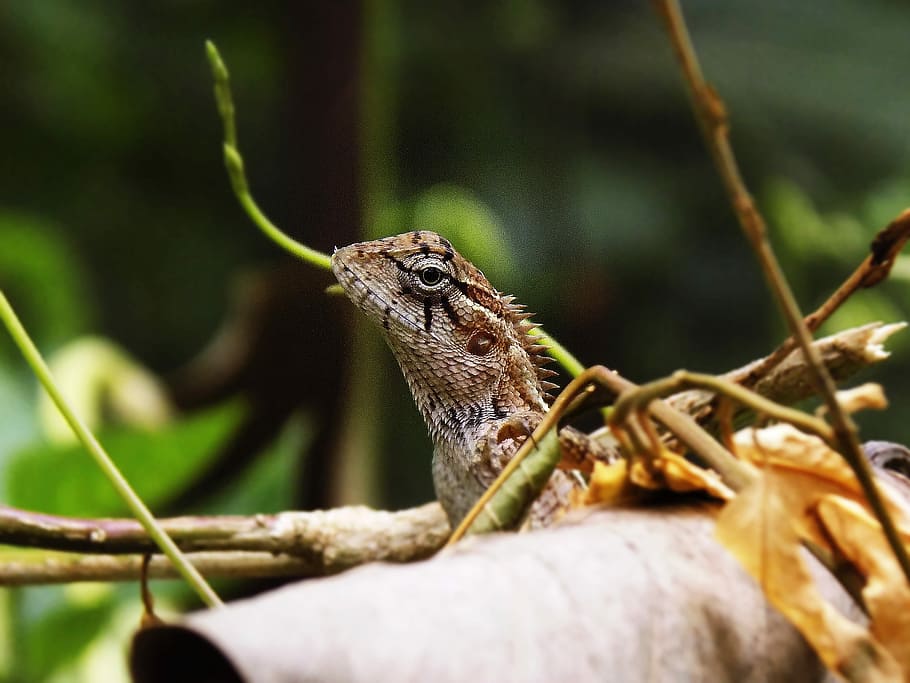 brown lizard on branch, tree, nature, one animal, animal wildlife HD wallpaper