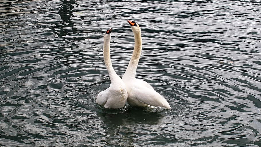 two swans on body of water, swan pair, harmony, happy, lake, lago maggiore, HD wallpaper