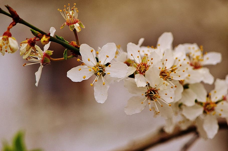 Spring, Blossom, Bloom, Nature, plant, tree, garden, white HD wallpaper