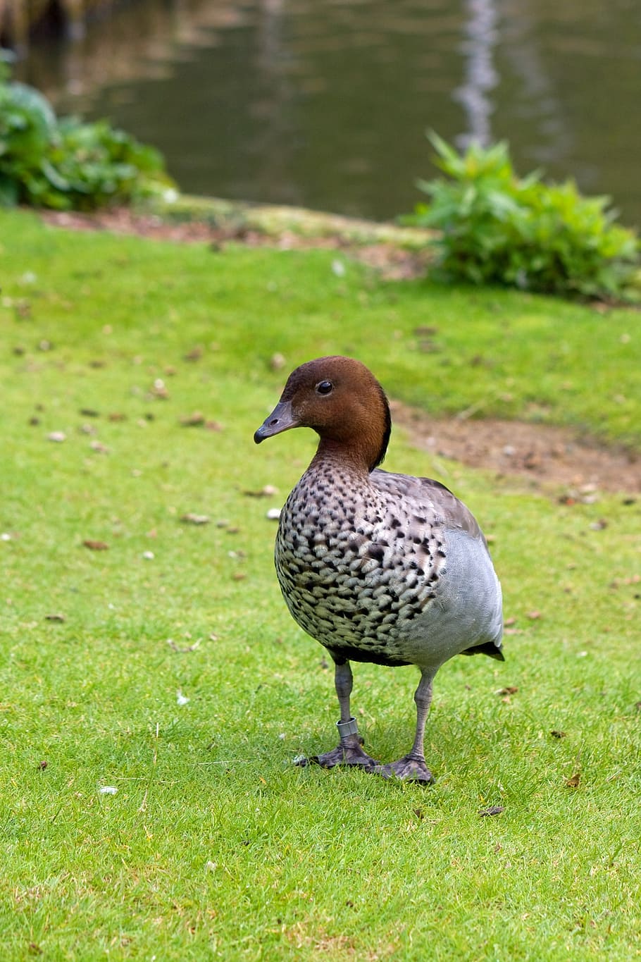 goose, duck, bird, brown, animal, wildlife, nature, outdoors HD wallpaper