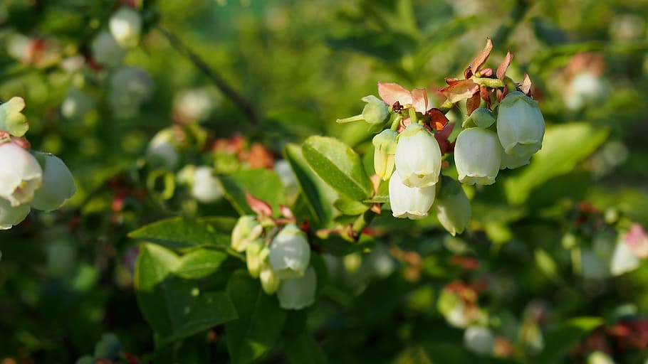bilberry, bud, blooms, spring, nature, closeup, plant, twigs HD wallpaper