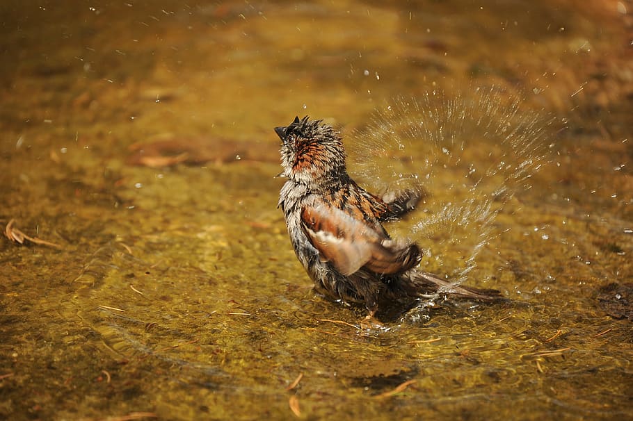 selective focus photography of brown bird splashing, sparrow HD wallpaper