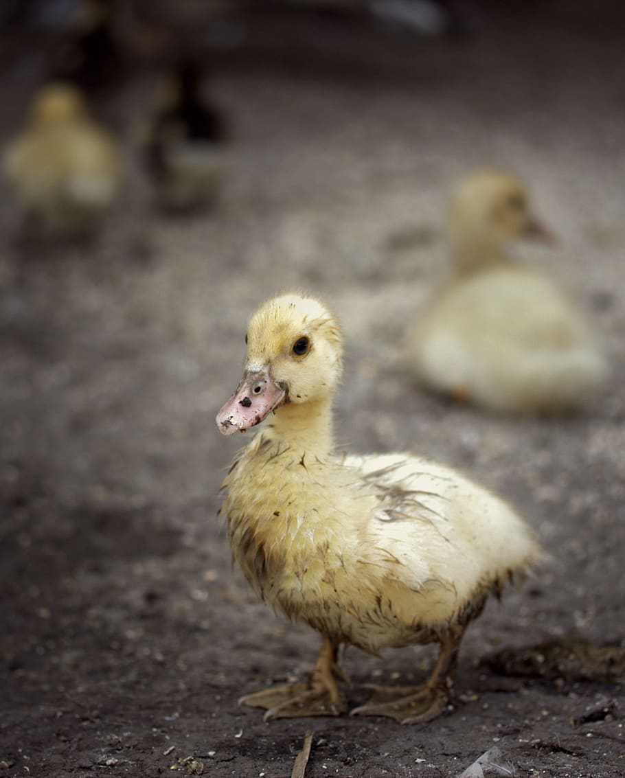 rate, dirty, backyard, mud, birds, animal themes, young bird HD wallpaper