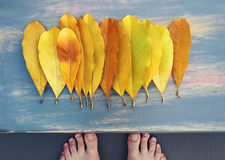 fall, autumn, leaf, yellow, season, october, november, leaves HD wallpaper