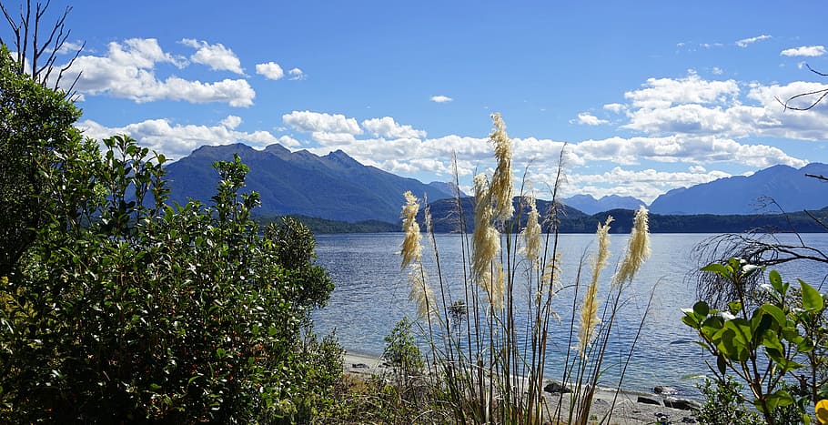 Lake, Te Anau, New Zealand, South Island, mountain, plant, nature