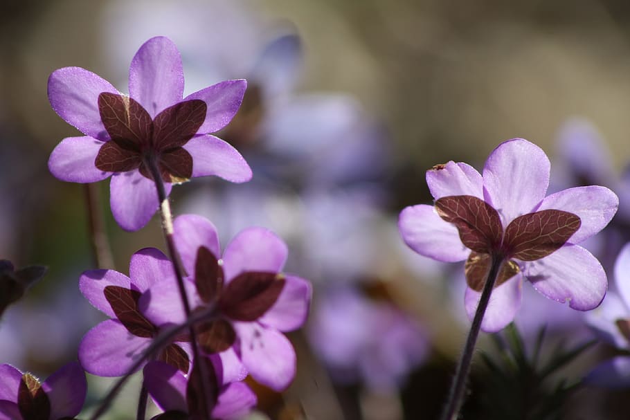 purple flowers photography, hepatica, plant, spring, spring plant