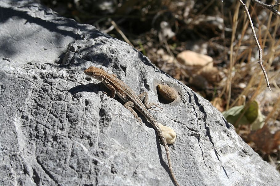 lizard, stone, reptile, rock, nature, cracked, one animal, animal themes HD wallpaper