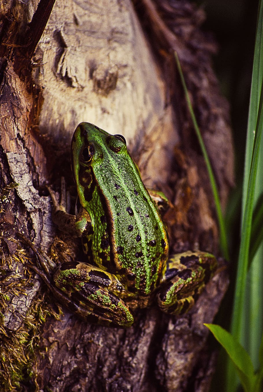 frog, tree, green, nature, animal, wildlife, tropical, leaf HD wallpaper