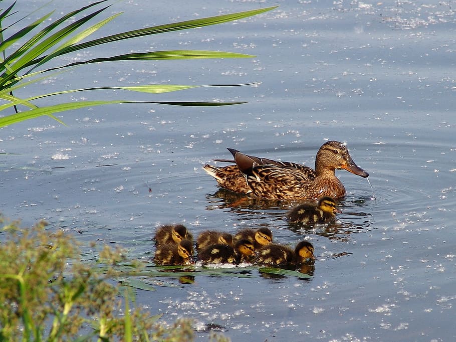 duck, birds, nature, animal, animal themes, water, vertebrate HD wallpaper