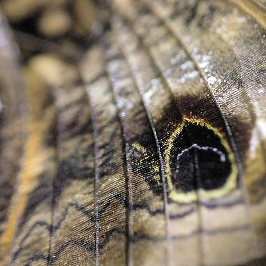 Owl Eyes, untitled, pattern, animal, spot, texture, macro, camo HD wallpaper