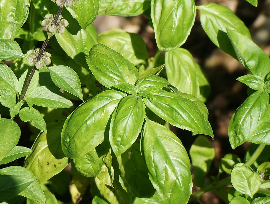 green plant, basil, culinary herb, fresh, garden, nature, cooking HD wallpaper