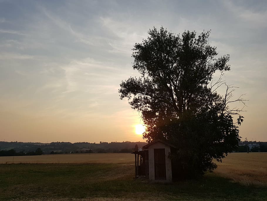 sunset, landscape, sky, tree, plant, nature, field, beauty in nature HD wallpaper