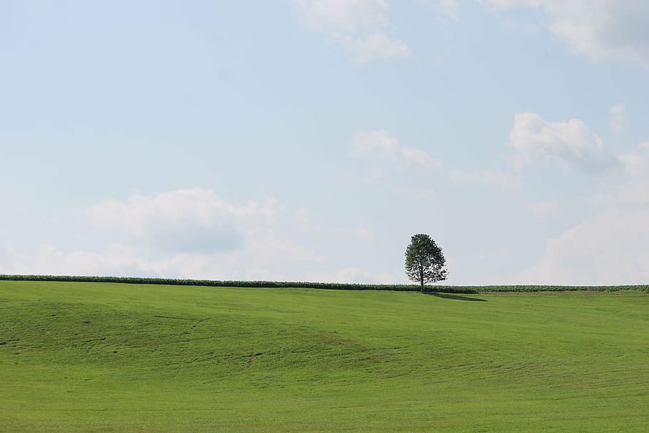 green tree on grass field under skies, sky, nature, landscape HD wallpaper