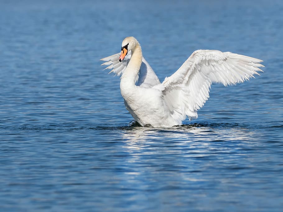 HD wallpaper: bird hovering on water, swan, water bird, start, wing ...