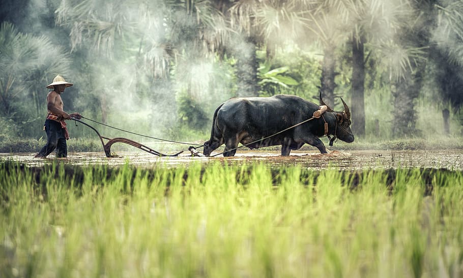 farmer with black water buffalo walking near green rice field during daytime, HD wallpaper