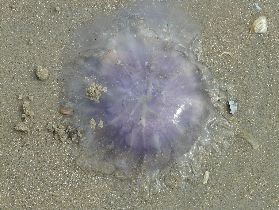 jellyfish, blue jellyfish, cyanea lamarckii, beach, washed up on, HD wallpaper