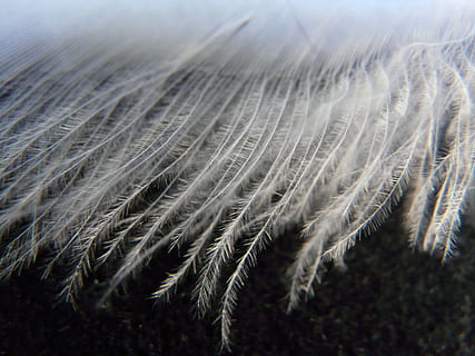 close-up photo of white textile, Swan, Feather, Spring, swan feather HD wallpaper