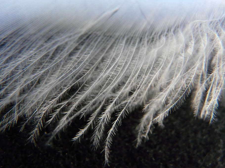 close-up photo of white textile, Swan, Feather, Spring, swan feather HD wallpaper