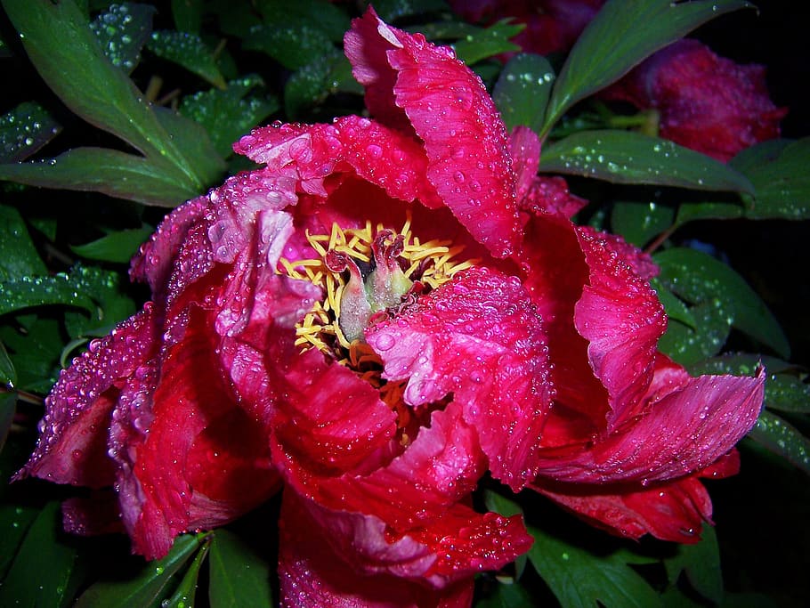 peony, raindrop, blossom, bloom, beauty in nature, flower, petal HD wallpaper