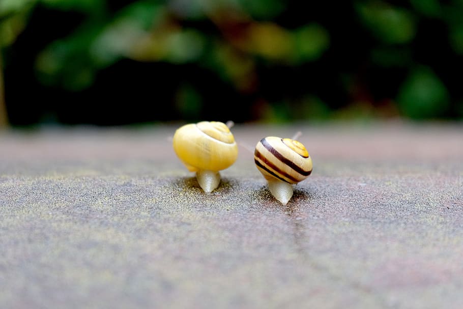 two yellow and brown snails close-up photo, crawl, together HD wallpaper