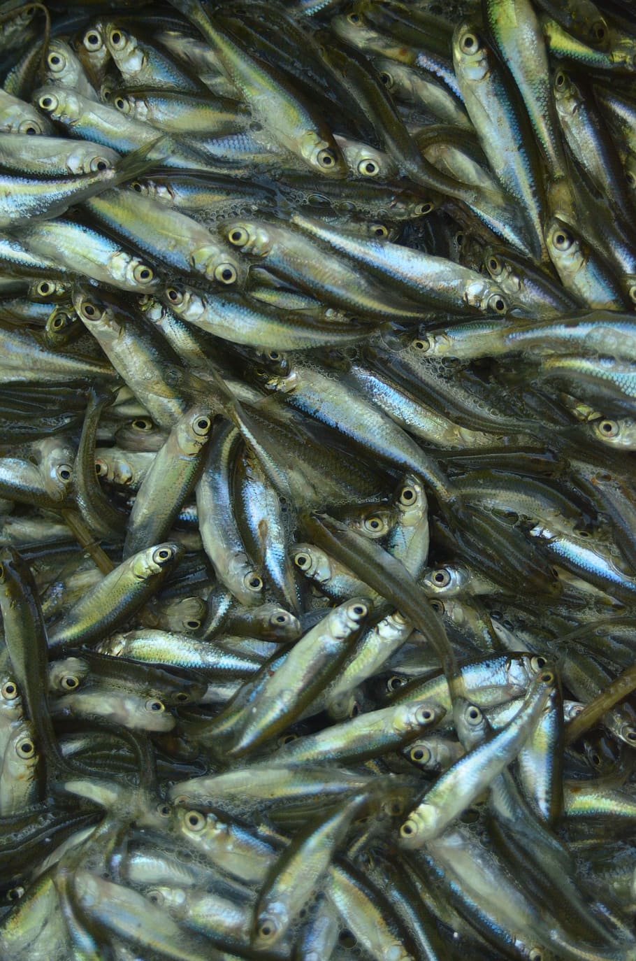fish, water, calm, predator, food and drink, full frame, freshness HD wallpaper