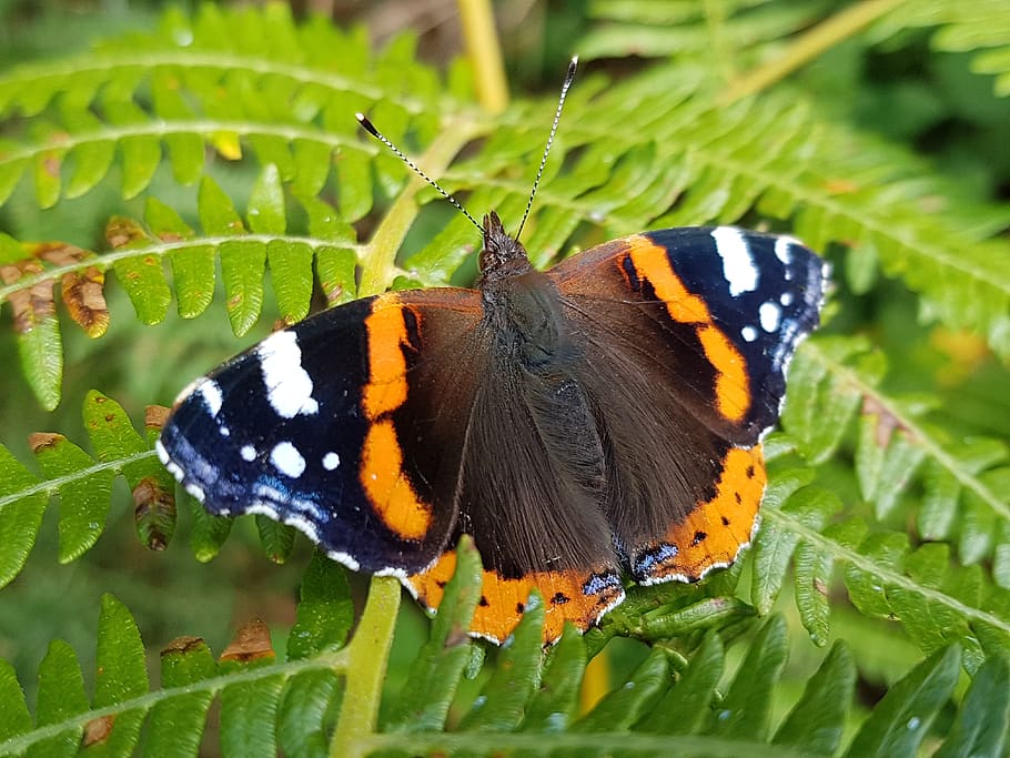 red, admiral, butterfly, animal themes, animal wildlife, insect HD wallpaper