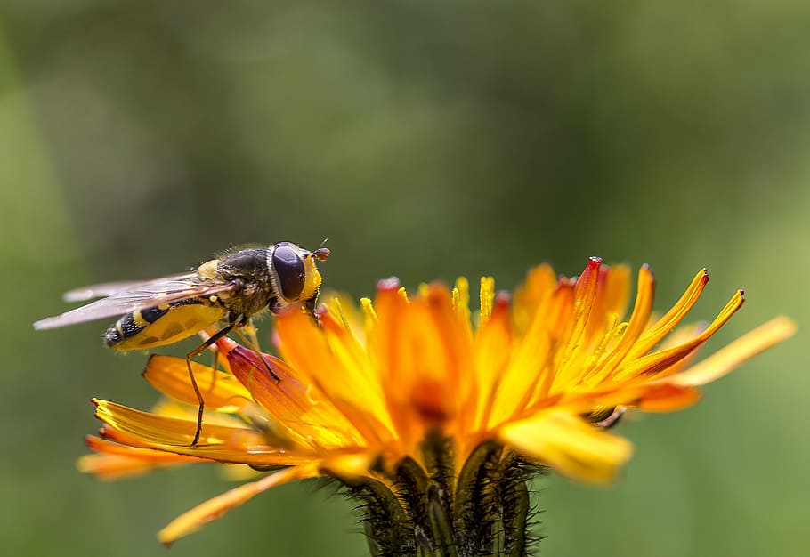 insect, flower, dandelion, macro, nature, plant, be, flying insect HD wallpaper