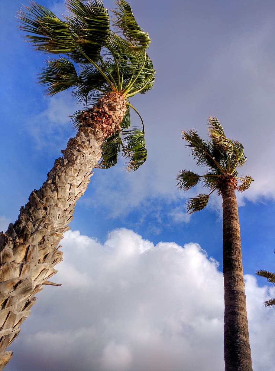 palm trees, clouds, sky, blue, beach, holiday, travel, vacation HD wallpaper
