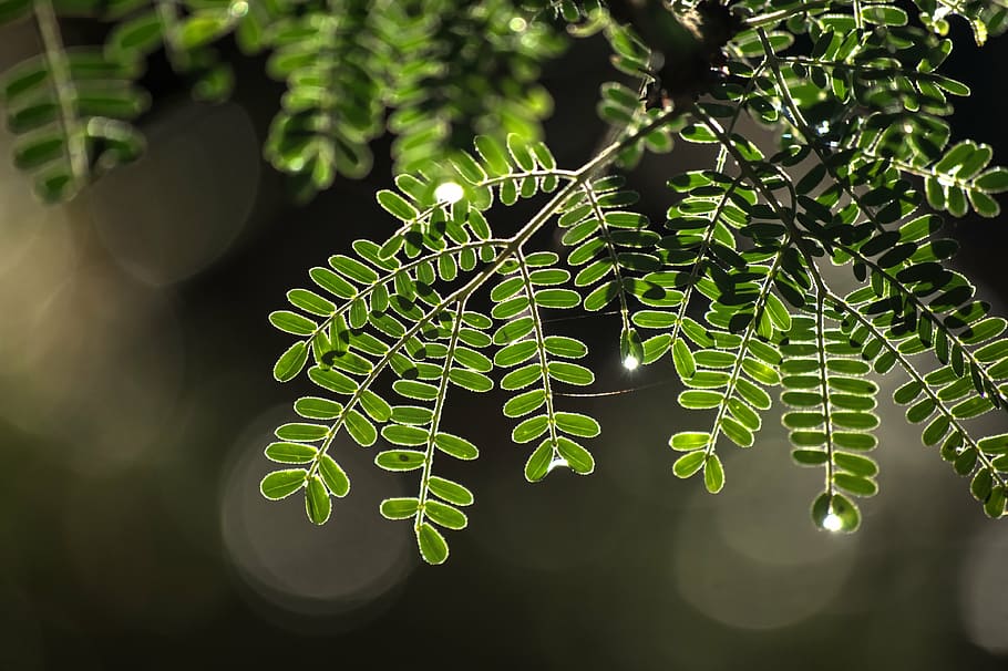 thorn tree, new growth, summer, nature, leaf, green Color, plant HD wallpaper