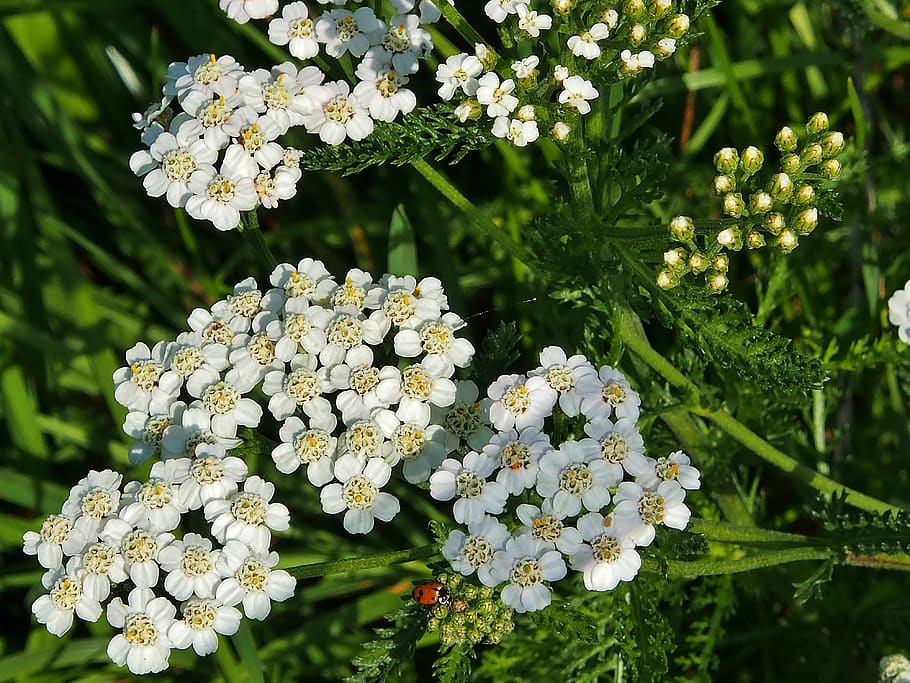 white, flowers, meadow, flowering plant, growth, fragility HD wallpaper