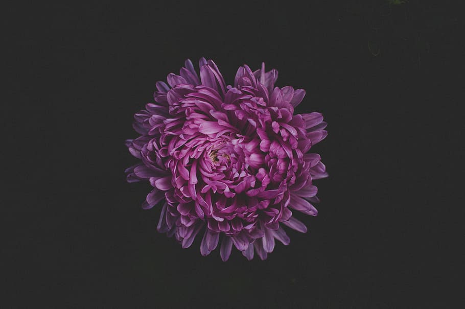 Purple Petaled Flower, bloom, blossom, delicate, flora, flowers HD wallpaper