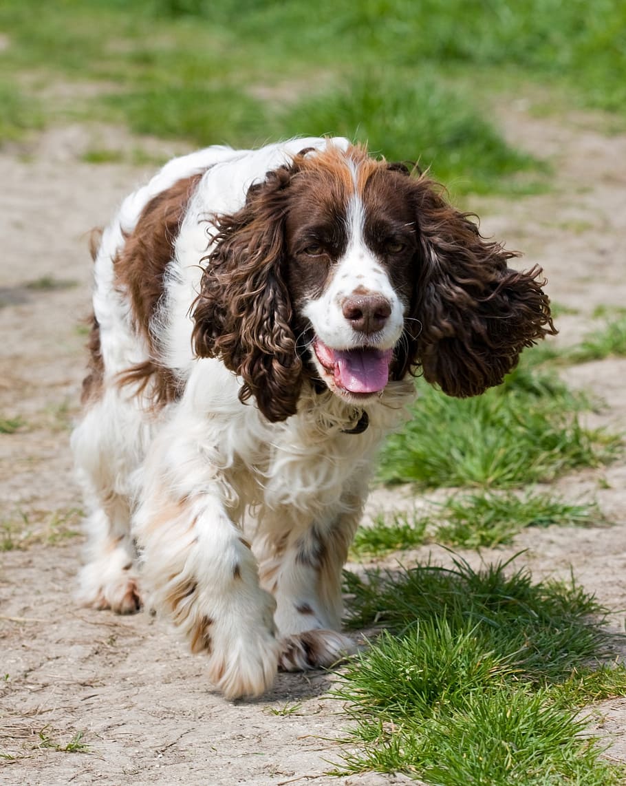 spaniel, dog, springer, springer spaniel, english springer spaniel HD wallpaper