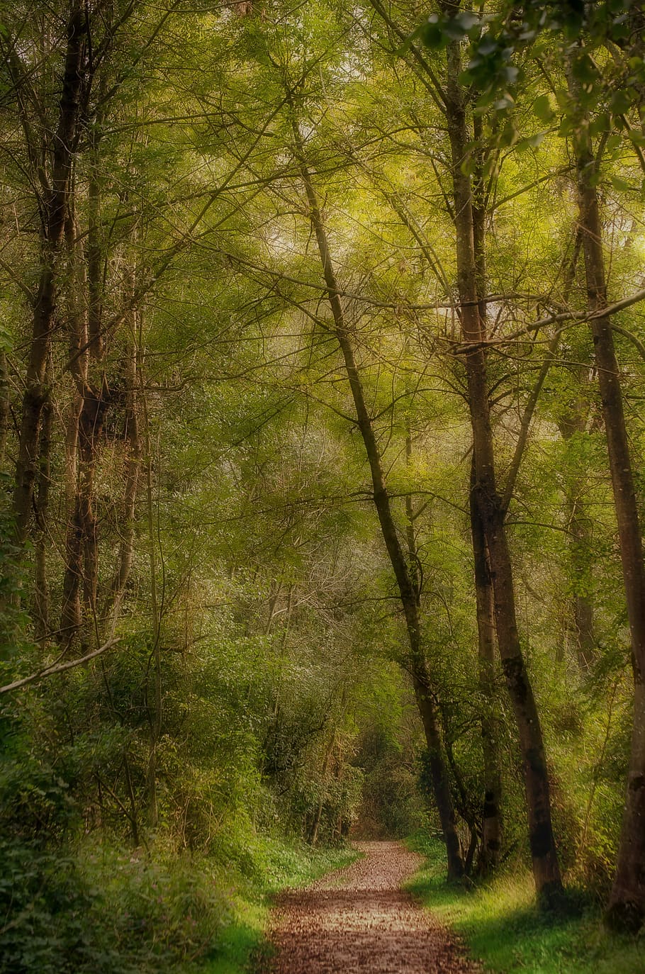 forest, nature, autumn, trees, hiking, plant, land, growth HD wallpaper