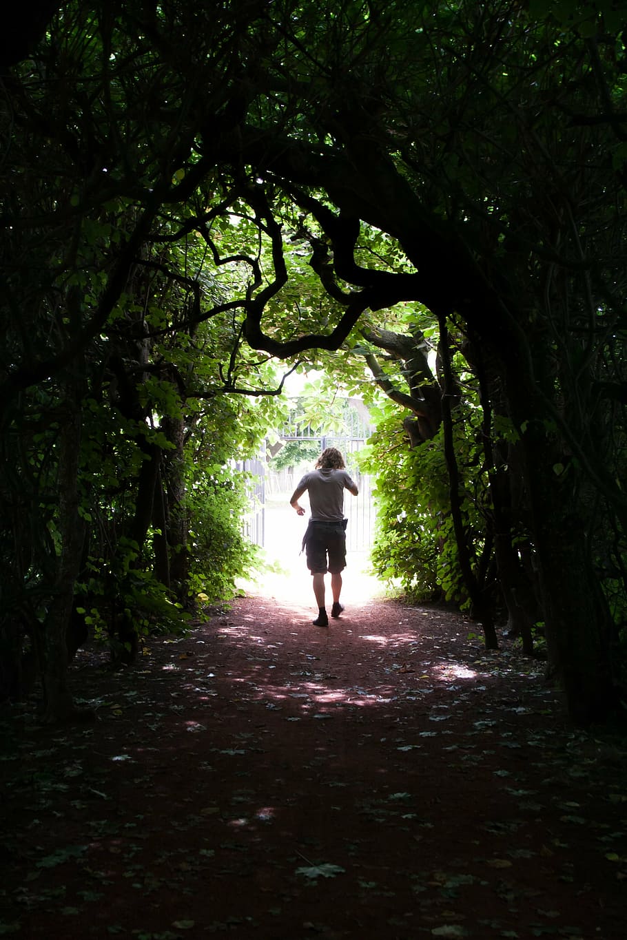 man walking through tree tunnel at daytime, path, gate, nature HD wallpaper