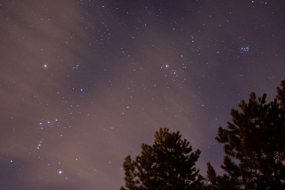 photo of green leaf tree during starry night, trees under starry night sky HD wallpaper