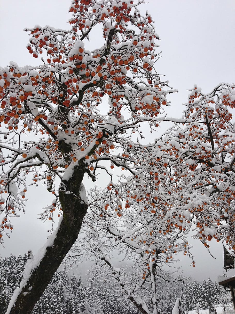 i, to, tree, plant, branch, growth, low angle view, beauty in nature HD wallpaper