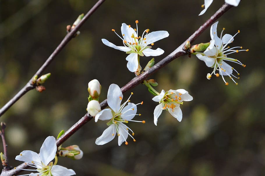 cherry blossom, bloom, spring, bush, flower, flowering plant HD wallpaper