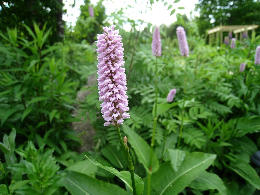 Flower, Plant, Summer, great ormrot, green, tree, purple, nature HD wallpaper
